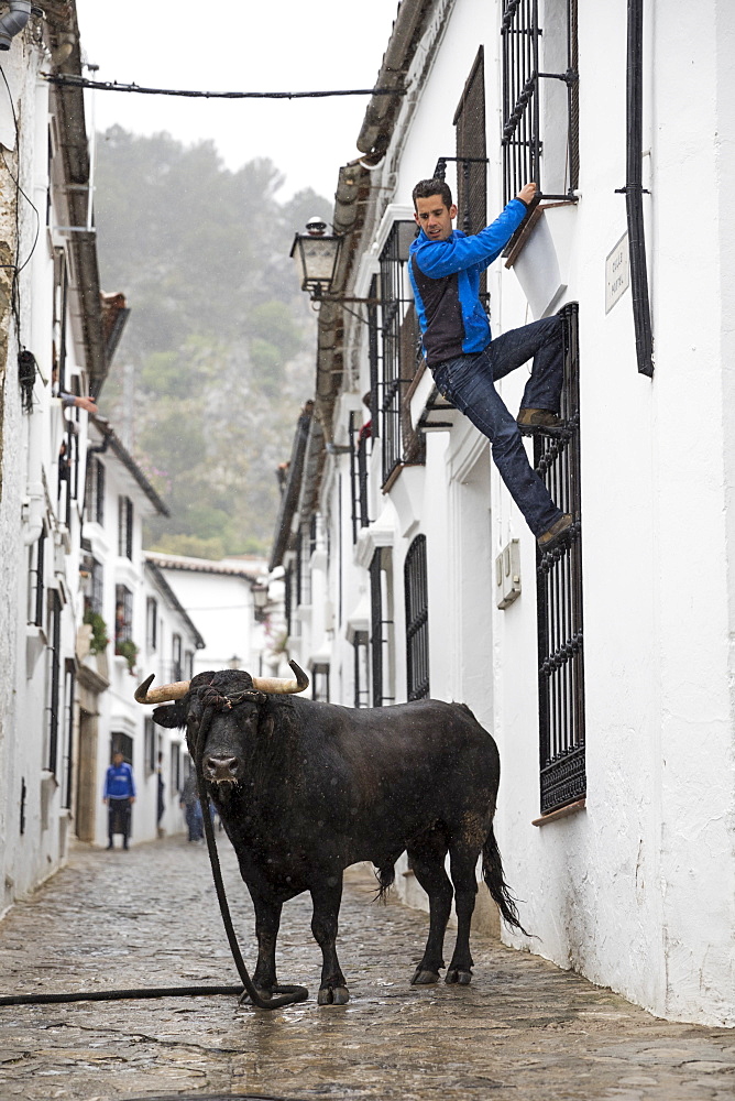 Running with the Bull festival with bull on rope and man climbing to safety, Grazalema, Andalucia, Spain, Europe