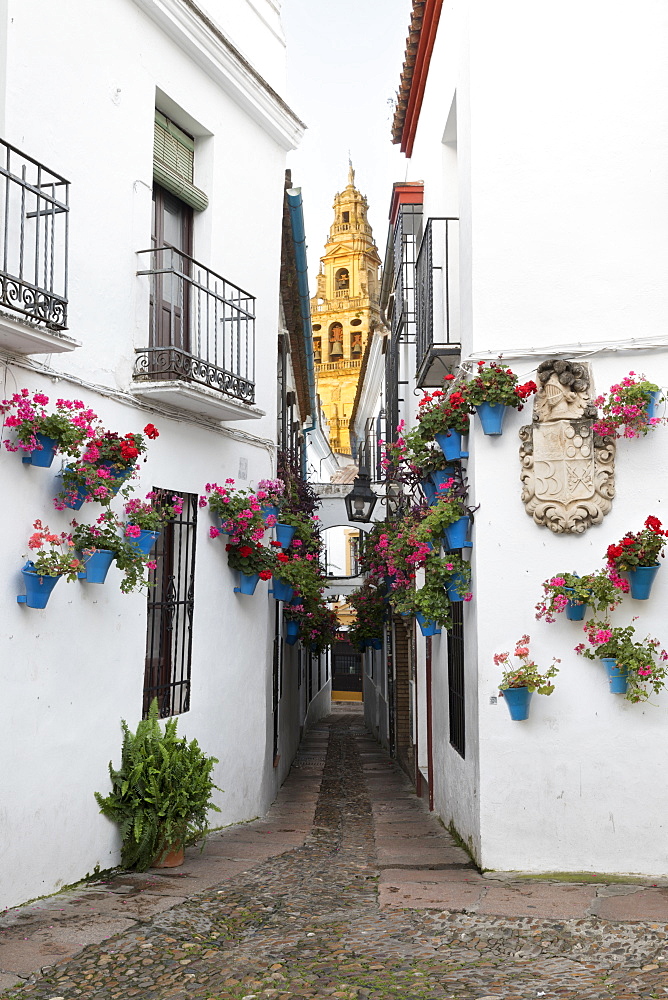 Calleja de las Flores and the Mezquita, Cordoba, Andalucia, Spain, Europe