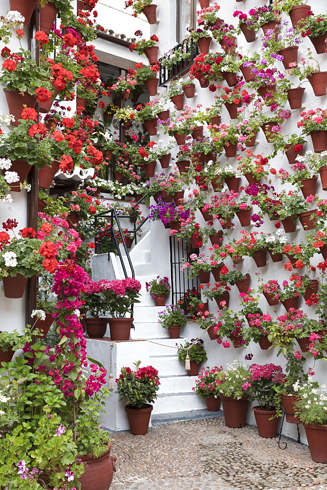 Colourful display of flowers at the Festival of the Patios, Cordoba, Andalucia, Spain, Europe