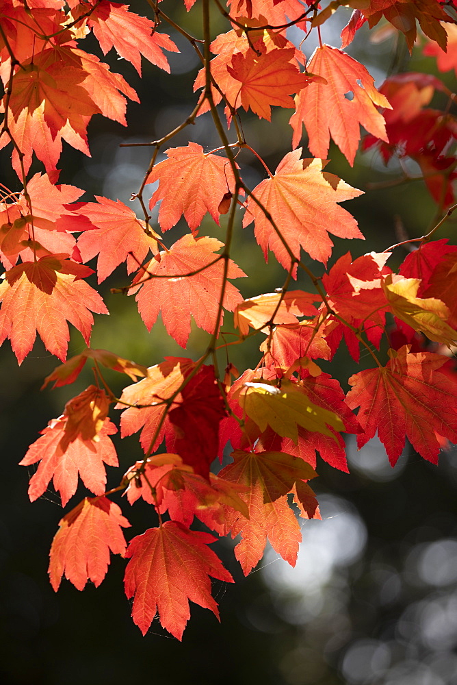 Backlit maple tree leaves in autumnal shades, England, United Kingdom, Europe