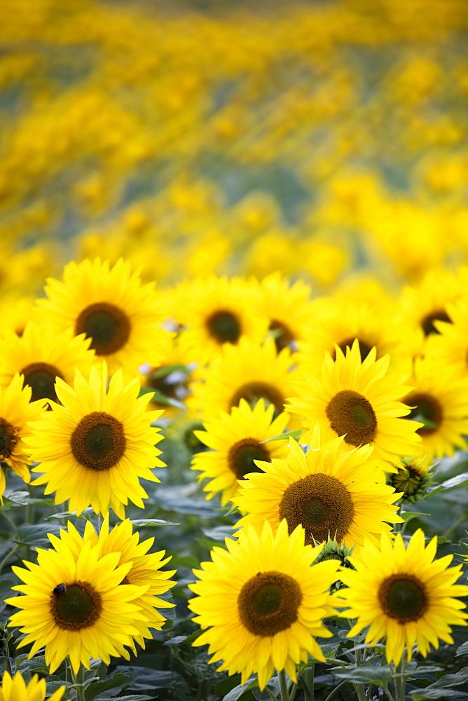 Field full of yellow sunflowers, Newbury, West Berkshire, England, United Kingdom, Europe