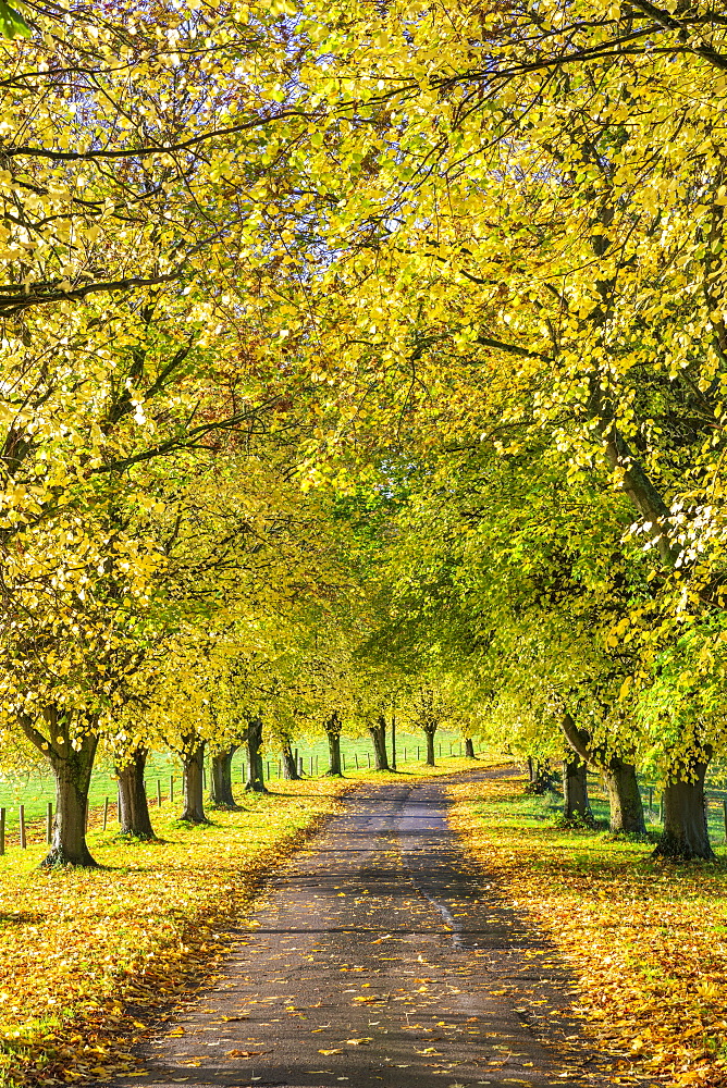 Avenue of autumn beech trees with colourful yellow leaves, Newbury, Berkshire, England, United Kingdom, Europe