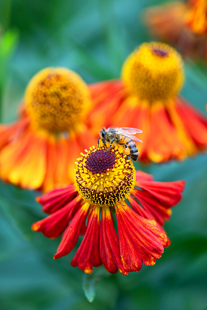 Honeybee on an orange coloured Helenium garden flower, Berkshire, England, United Kingdom, Europe