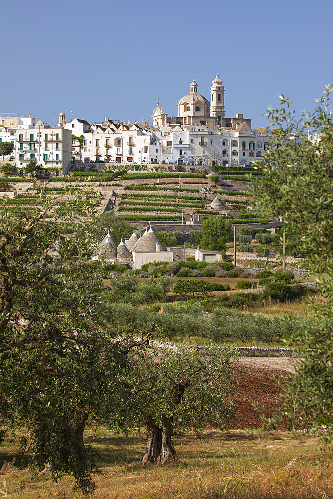 Locorotondo town on hilltop with trulli houses and olive grove below in the Valle d Itria, Locorotondo, Puglia, Italy, Europe