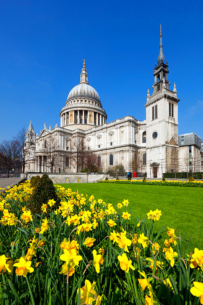 St. Paul's Cathedral with daffodils, London, England, United Kingdom, Europe