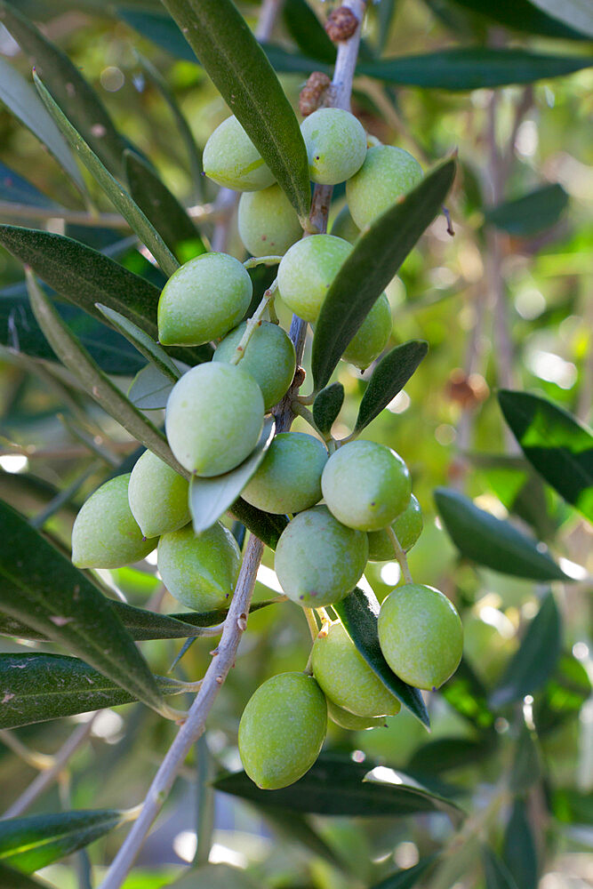 Olives, Samos, Aegean Islands, Greece