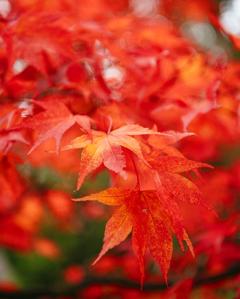 Maple leaves during autumn, Rydal Mount, Rydal, Lake District, Cumbria, England, United Kingdom, Europe