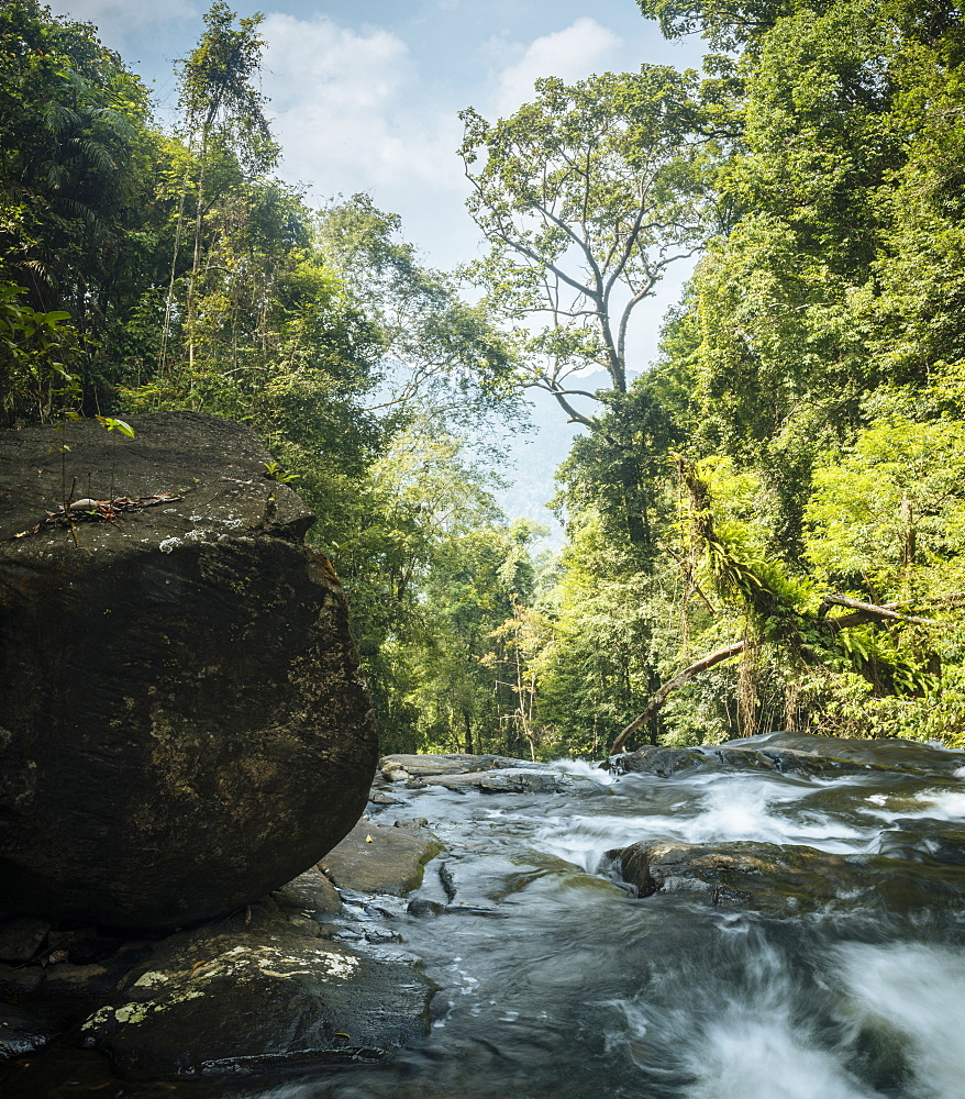 Sinharaja Rainforest National Park, Deniyaya, Southern Province, Sri Lanka, Asia