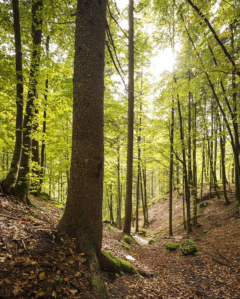 Woods near Pericnik Waterfall, Triglav National Park, Upper Carniola, Slovenia, Europe