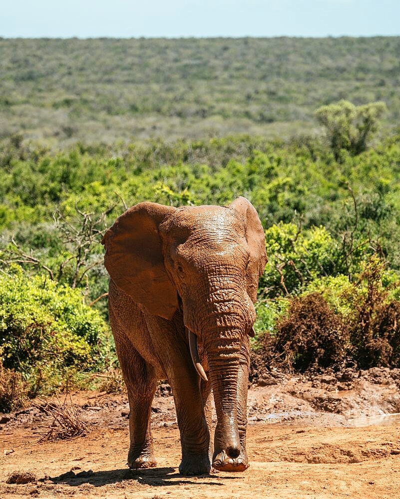 African Elephant, Addo Elephant National Park, Eastern Cape, South Africa