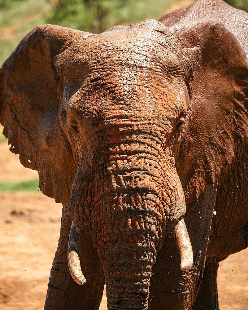 African Elephant at watering hole, Addo Elephant National Park, Eastern Cape, South Africa