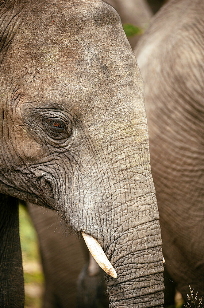 African Elephant, Timbavati Private Nature Reserve, Kruger National Park, South Africa, Africa