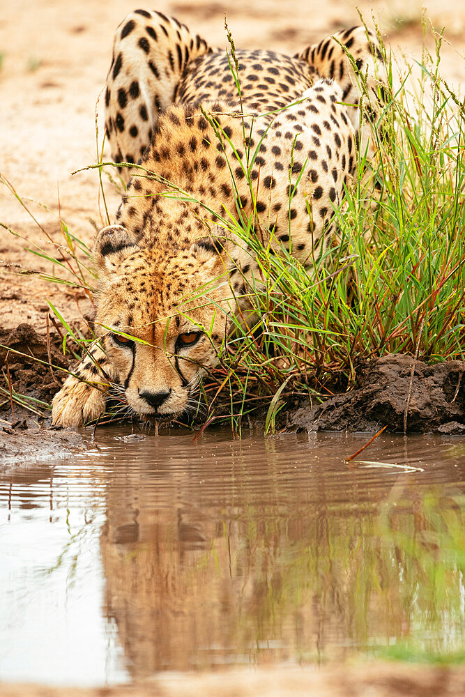 Cheetah drinking from pond, Timbavati Private Nature Reserve, Kruger National Park, South Africa, Africa