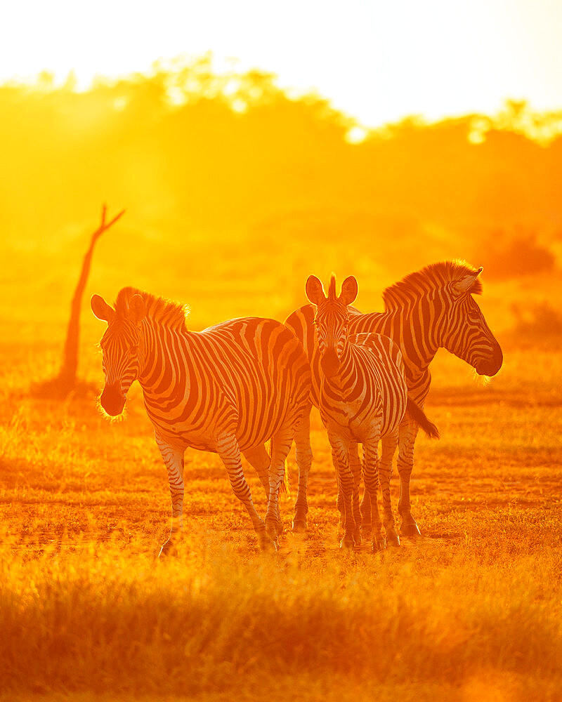 Burchell's Zebras, Makuleke Contractual Park, Kruger National Park, South Africa, Africa