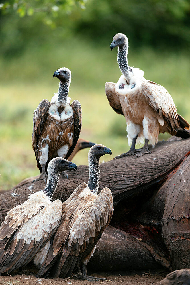 White-backed Vultures standing over Elephant carcass, Makuleke Contractual Park, Kruger National Park, South Africa, Africa