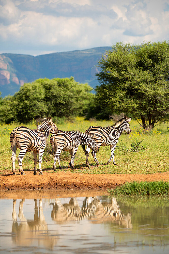 Burchell's Zebras at Watering Hole, Marataba, Marakele National Park, South Africa, Africa