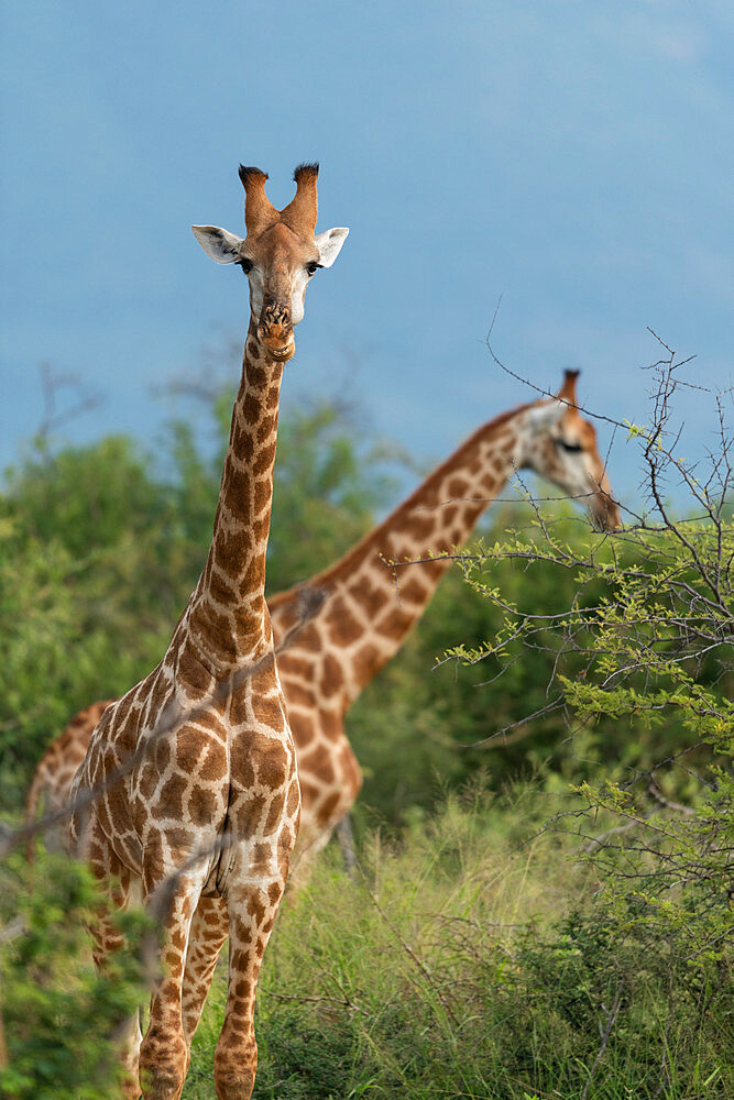 Giraffes, Marataba, Marakele National Park, South Africa, Africa