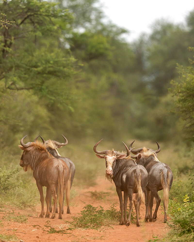 Blue Wildebeest, Marataba, Marakele National Park, South Africa, Africa