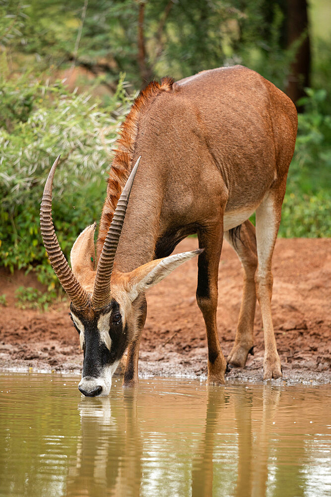 Roan Antelope drinking, Marataba, Marakele National Park, South Africa, Africa