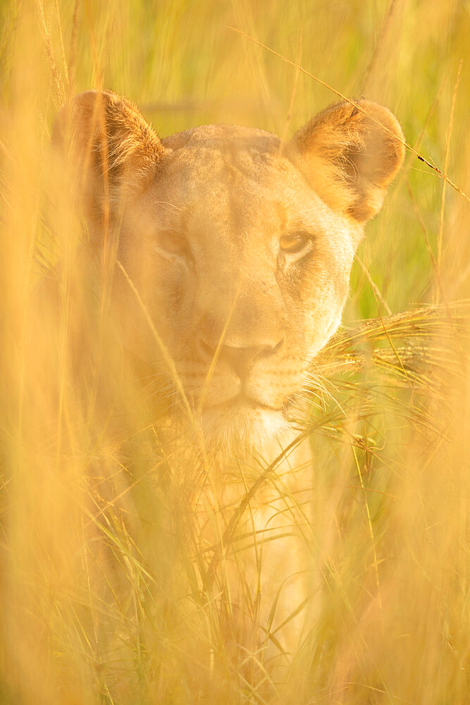 Lioness, Marataba, Marakele National Park, South Africa, Africa