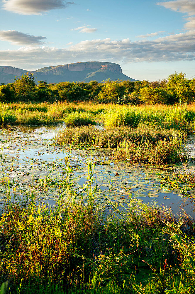 Landscape in Marataba, Marakele National Park, South Africa, Africa