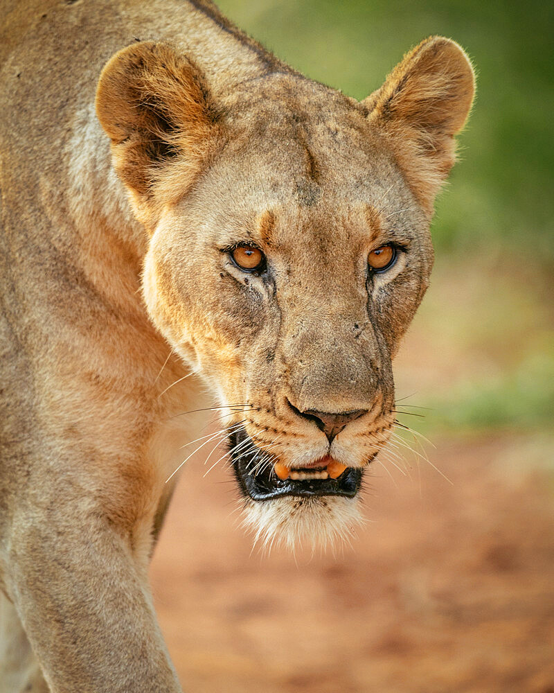 Lioness, Marataba, Marakele National Park, South Africa, Africa