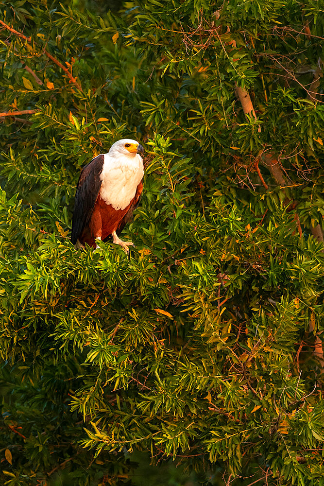 African Fish Eagle, Marataba, Marakele National Park, South Africa, Africa