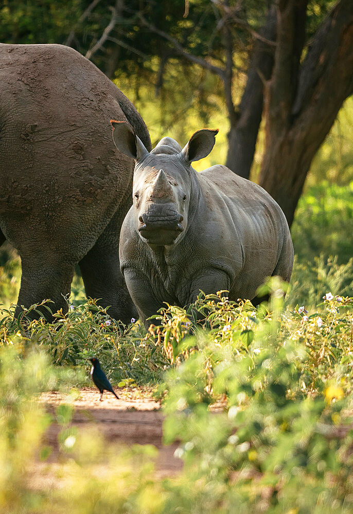 Young White Rhino with mother, Marataba, Marakele National Park, South Africa, Africa