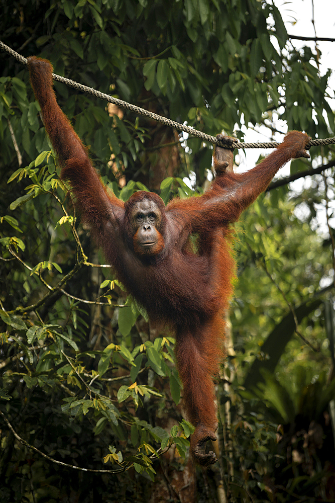 Orangutan at Semenggoh Wildlife Rehabilitation Center, Sarawak, Borneo, Malaysia, Southeast Asia, Asia