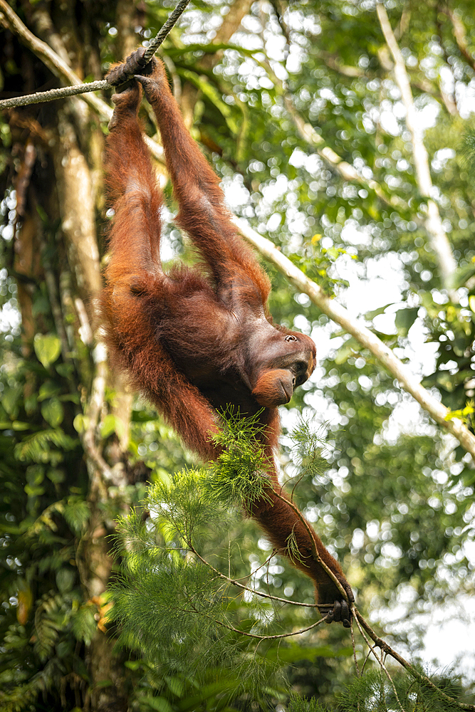 Orangutan at Semenggoh Wildlife Rehabilitation Center, Sarawak, Borneo, Malaysia, Southeast Asia, Asia