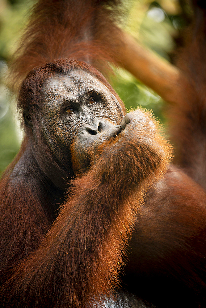 Orangutan at Semenggoh Wildlife Rehabilitation Center, Sarawak, Borneo, Malaysia, Southeast Asia, Asia