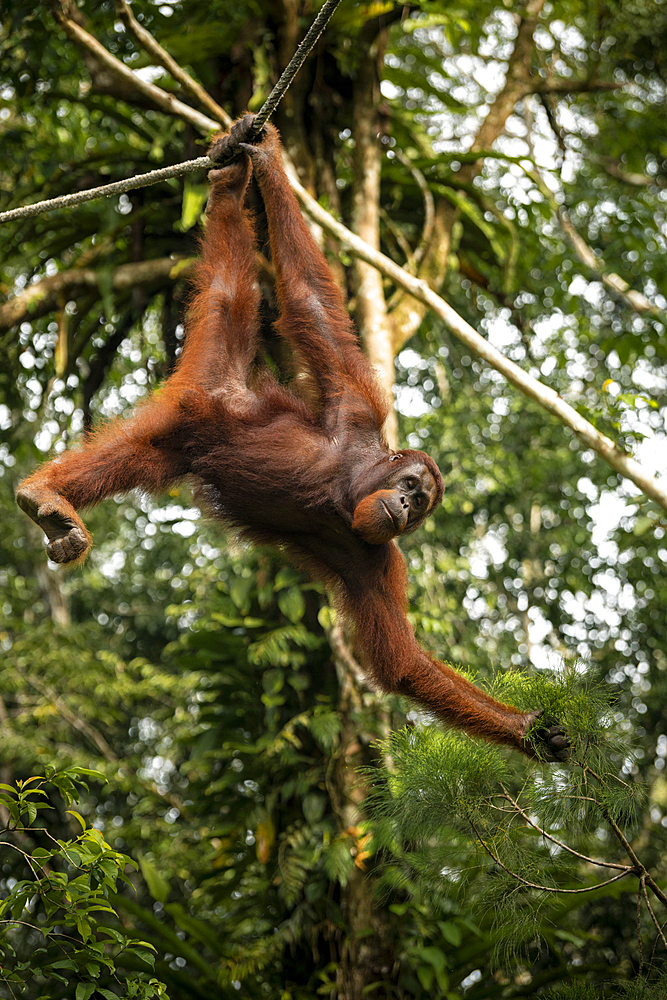 Orangutan at Semenggoh Wildlife Rehabilitation Center, Sarawak, Borneo, Malaysia, Southeast Asia, Asia