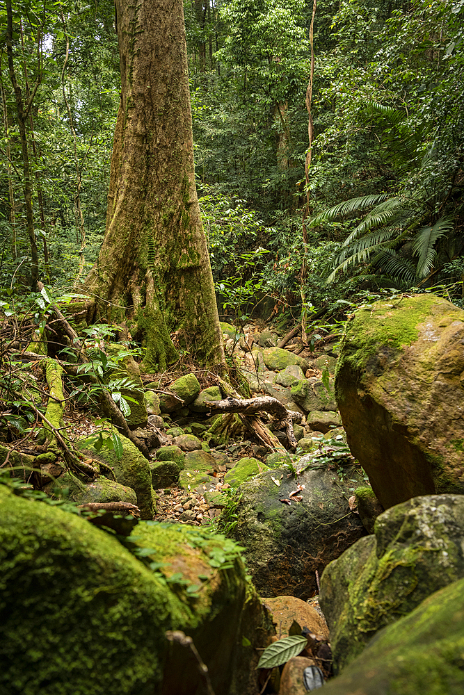 Rainforest, Santubong, Sarawak, Borneo, Malaysia, Southeast Asia, Asia