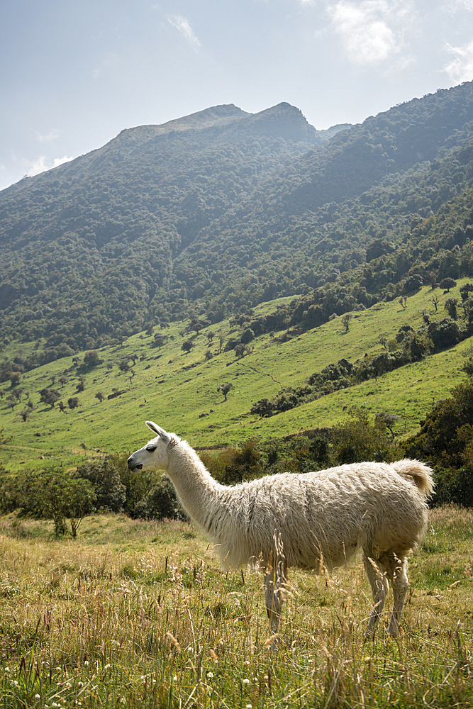 Llama, Termas de Papallacta, Napo, Ecuador, South America