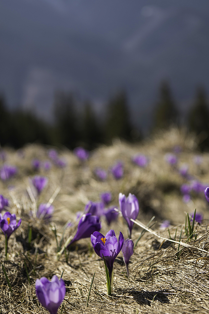 Crocus Flowers, Fagaras Mountains, Arges County, Muntenia, Romania, Europe