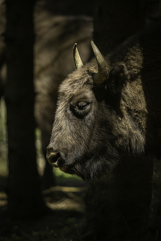 European Bison, Dambovita Valley, Arges County, Muntenia, Romania, Europe