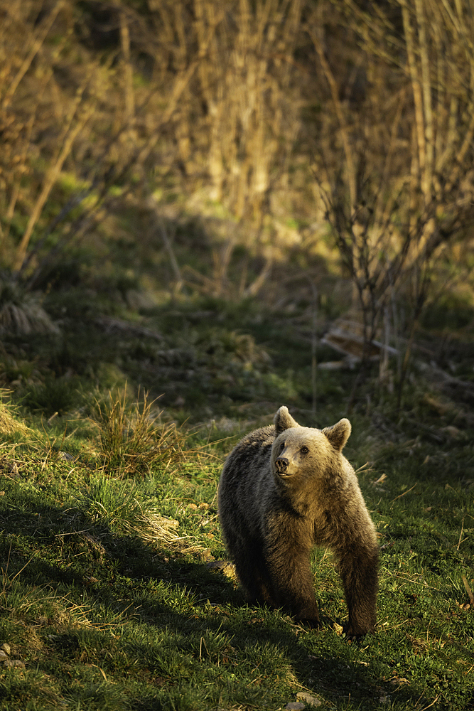 Brown Bear seen from Bunea Wilderness Hide, Fagaras Mountains, Arges County, Muntenia, Romania, Europe