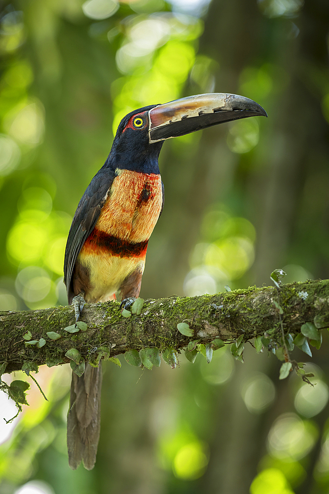 Collared Aracari Toucan (Pteroglossus torquatus), Sarapiqui, Costa Rica, Central America