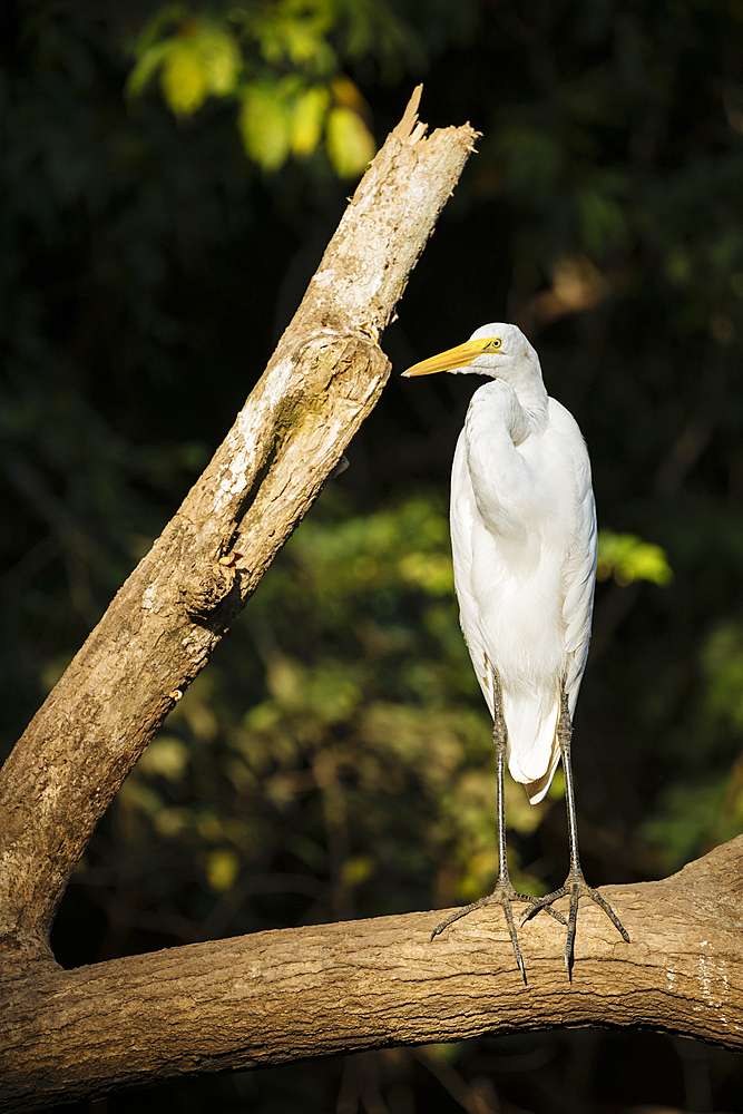 Great blue Heron, Cano Negro, Alajuela Province, Costa Rica, Central America