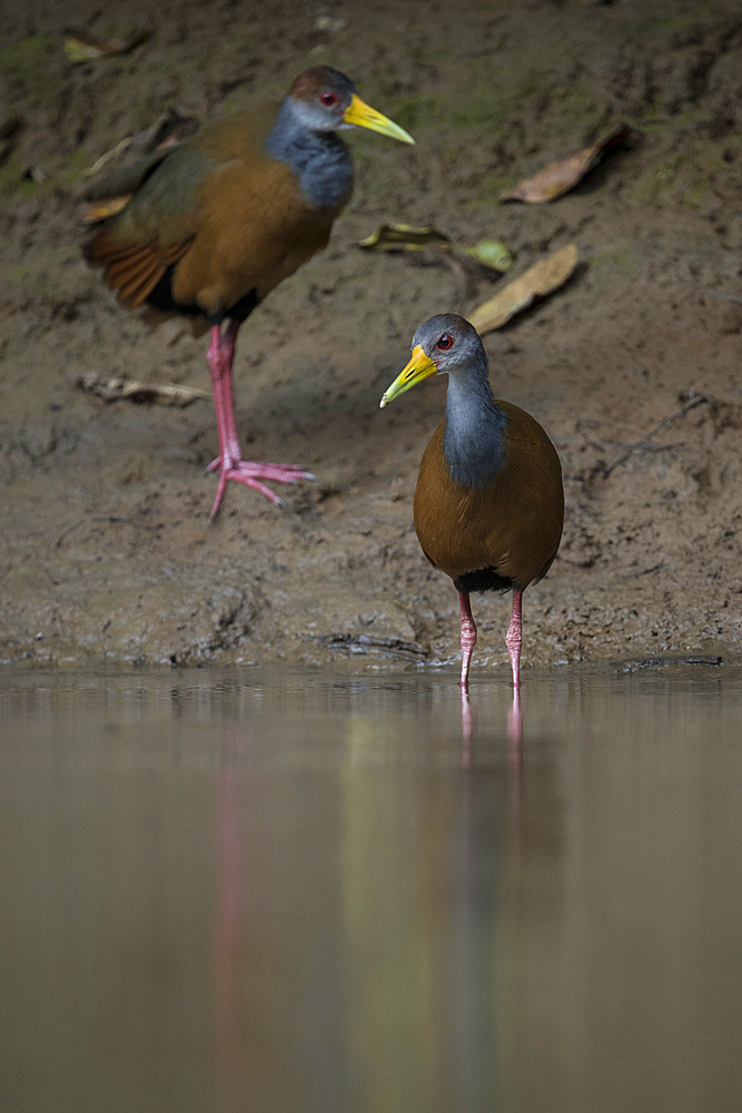 Russet naped Wood-rail, Cano Negro, Alajuela Province, Costa Rica, Central America