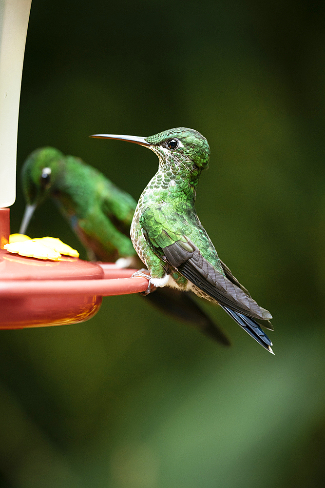 A green-crowned brilliant Hummingbird, Lowland rainforest, Sarapiquí, Costa Rica, Central America