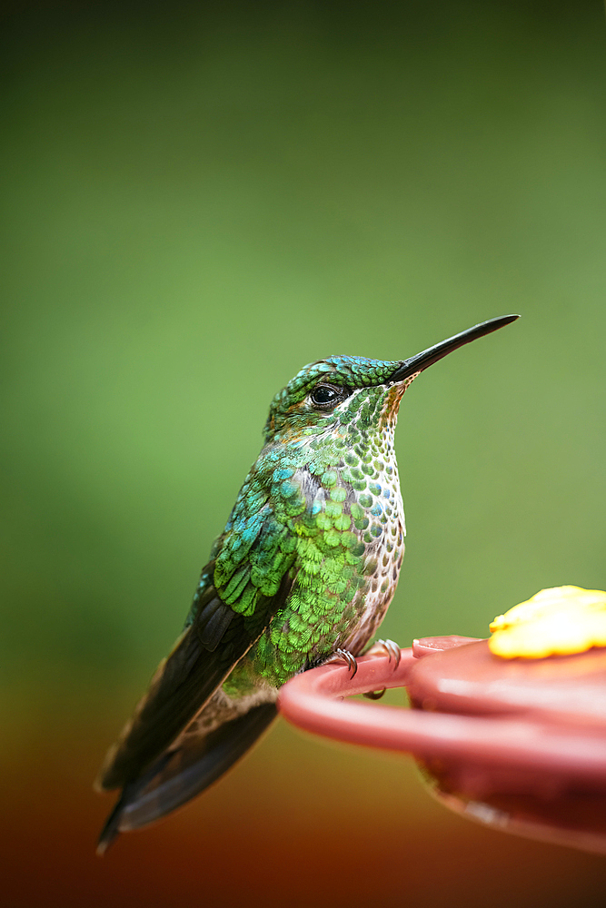 A green-crowned brilliant Hummingbird, Lowland rainforest, Sarapiquí, Costa Rica, Central America