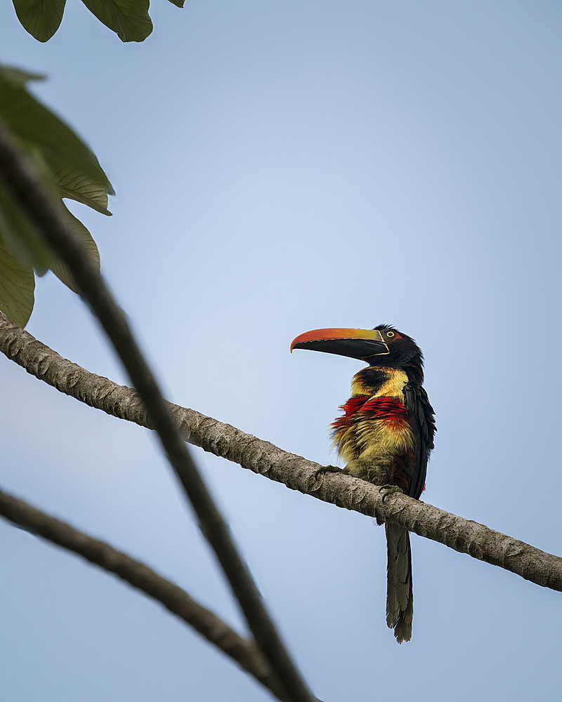 Toucan sitting in tree, Drake Bay, Puntarenas Province, Costa Rica, Central America