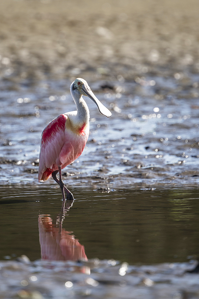 Roseate Spoonbill (Platalea ajaja), Tarcoles River, Garabito, Puntarenas Province, Costa Rica, Central America