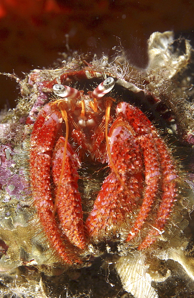 Hermit Crab (Dardanus calidus). Sardinia, Italy.  (A4 only).