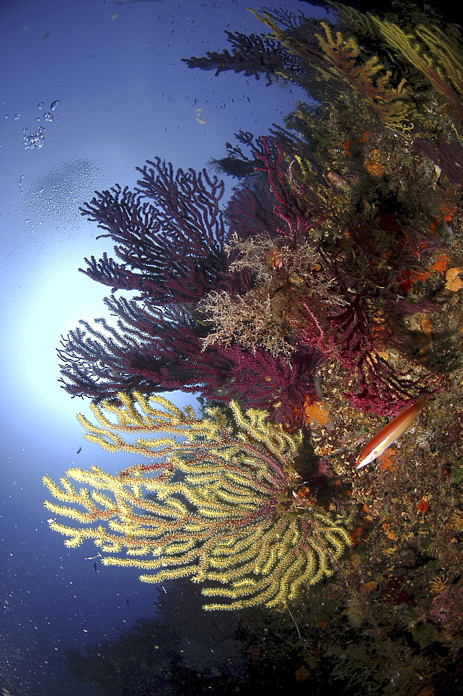 Soft Corals & Gorgonian Seafans (Species unknown). Sardinia, Italy.  (A4 only).