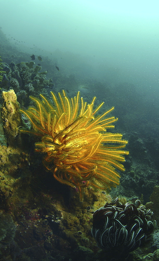 Feather Star (Sp. Unknown). Mabul, Sipadan, Borneo, Malaysia, Indo-Pacific. (A4 only).