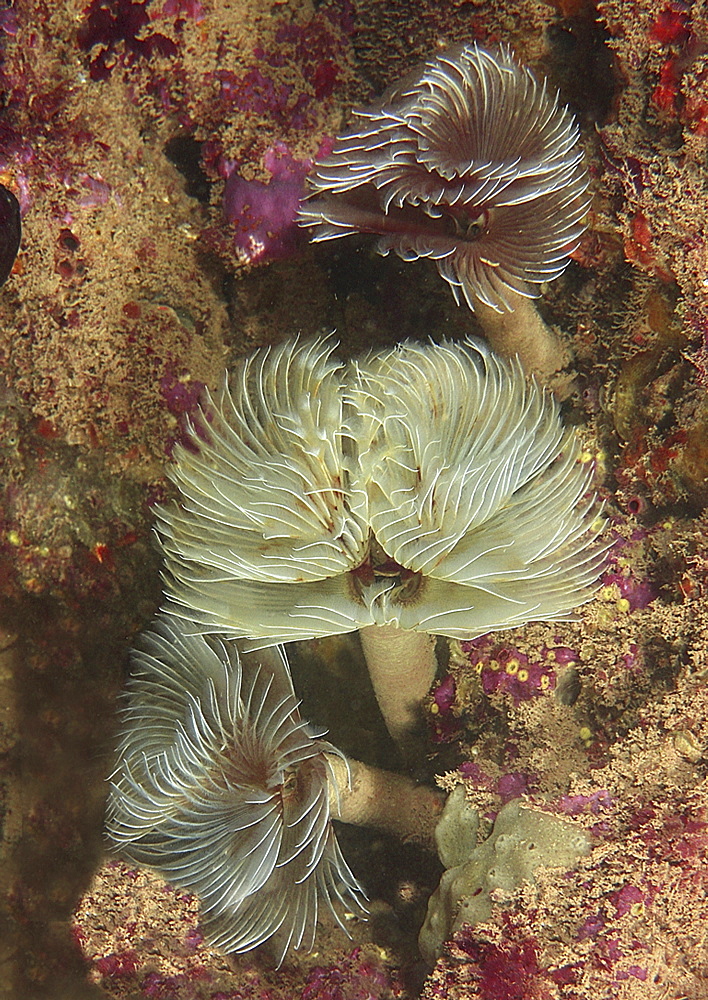 Feather Duster Worm (Species unknown) Babbacombe, Torquay, South Devon, UK
