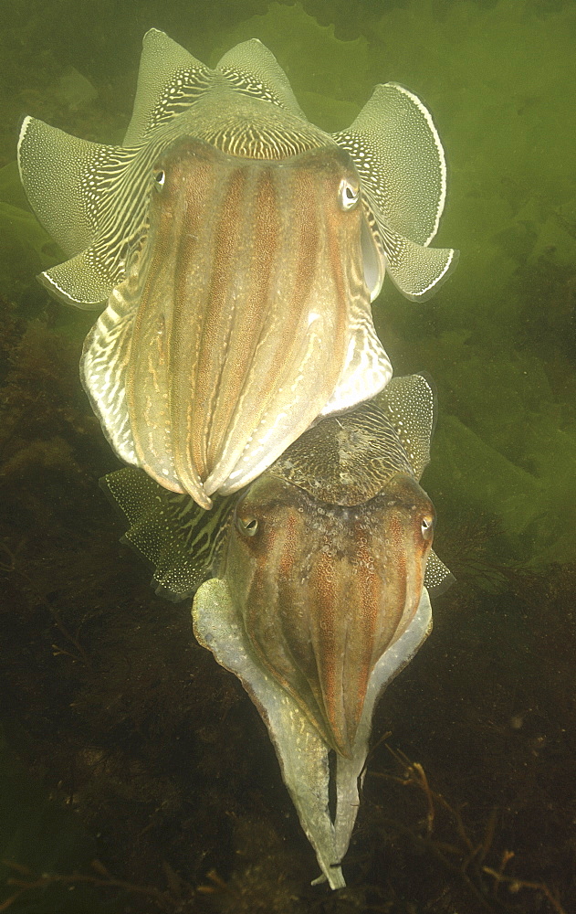 Cuttlefishes (Sepia officinalis). Babbacombe, Torquay, South Devon, UK. (A4 only).