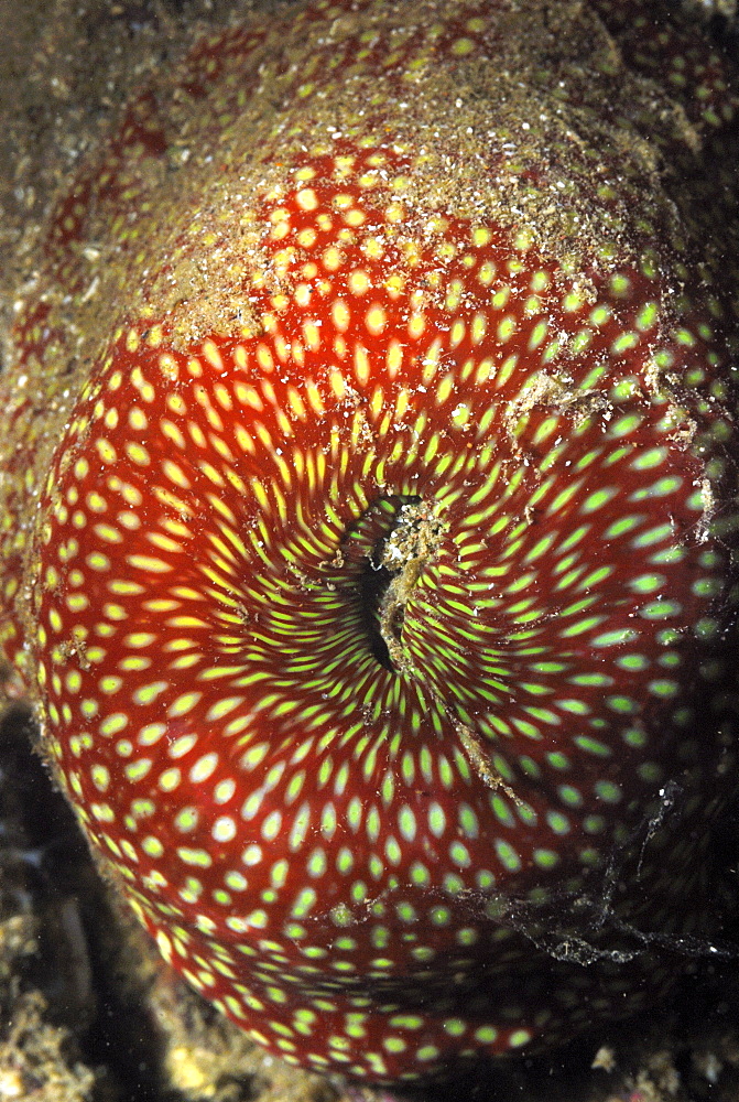 Close-up of Strawberry anenome (Actinia fragacea), , St Brides, Pembrokeshire, Wales, UK, Europe